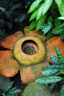Rafflesia arnoldii