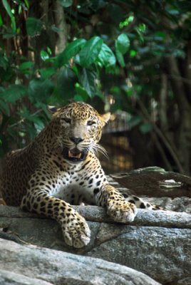 Africa - Leopard, Singapore Zoo