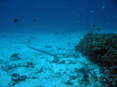 Crocodile needlefish (Tylosaurus crocodilus) Andaman Sea