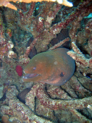 Giant Moray (Gymnothorax javanicus)