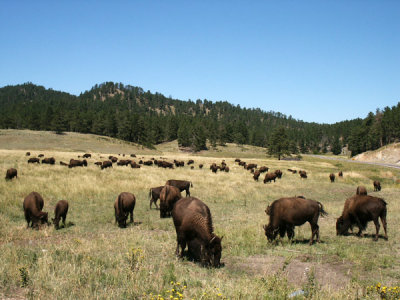 Bison, Custer State Park, South Dakota