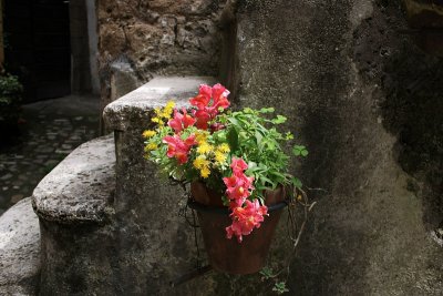 steps, flowers and light 2004