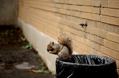 surreal squirrel