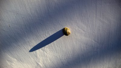 Nailed Snail