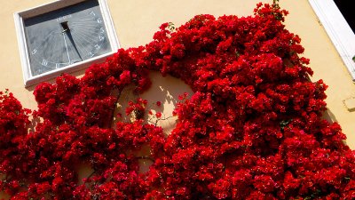 Capri Bougainvilleas,  is their time over?