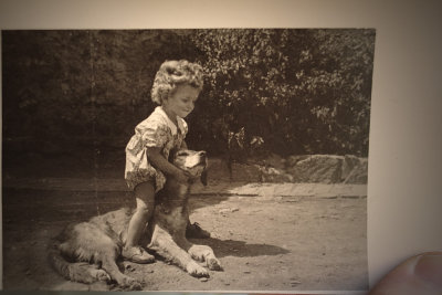Playful animalscirca 1947