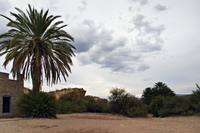 Palm