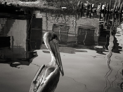 Belize city