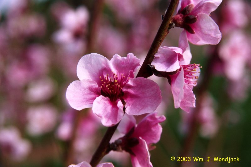 Peach blossoms