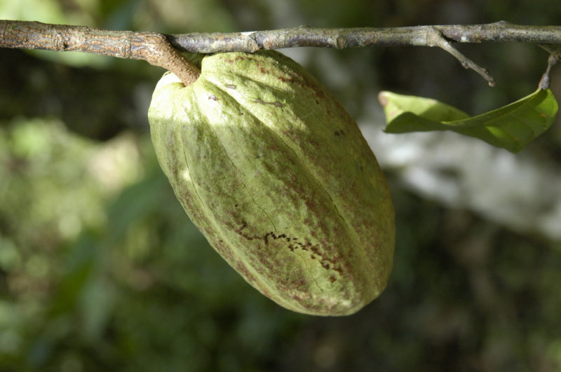 Cacao pod