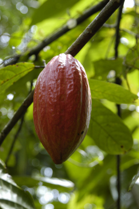 Cacao pod