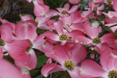 Dogwood tree blossoms