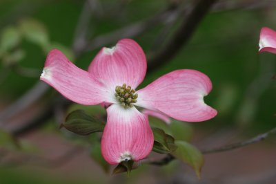 Dogwood tree blossom