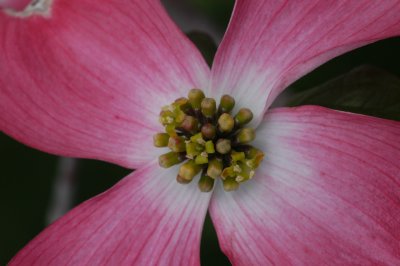 Dogwood blossom