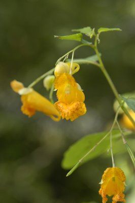 Jewel weed