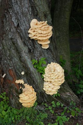 A group of fungi on tree