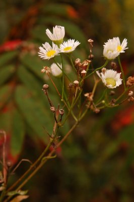 Wild Asters