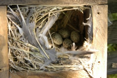 Sparrow eggs in birdhouse