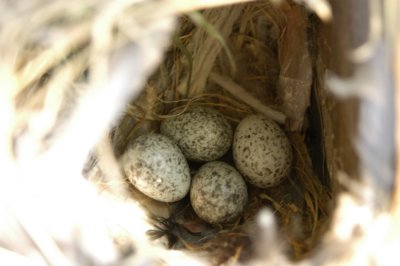 Sparrow eggs in birdhouse