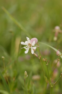 Wildflower