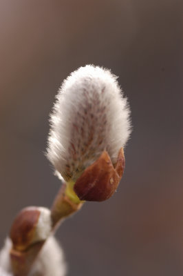 Pussywillow