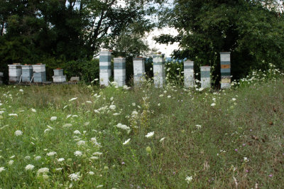 Apiary in Newside