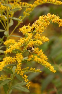 Bumblebee on Goldenrod