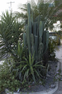 Catus, growing streetside