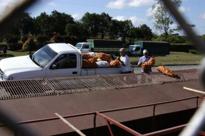 Unloading their oranges