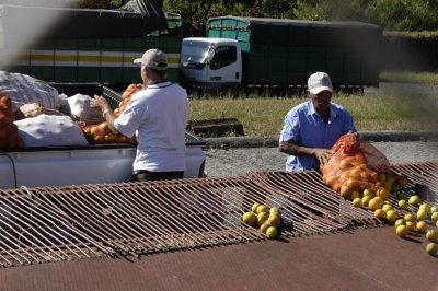 Unloading their oranges