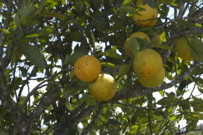 Ripe oranges