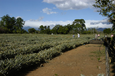 Pineapple fields