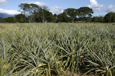 Pineapple fields