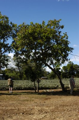 A Cashew Tree