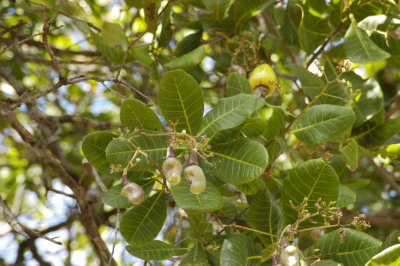 Cashew nuts