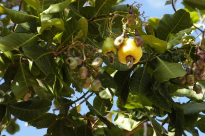 Cashew fruit with nut