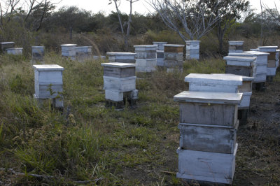 Honey bees in Panama