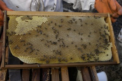 Frame of honey in Panama