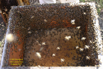 Africanized bees in Panama