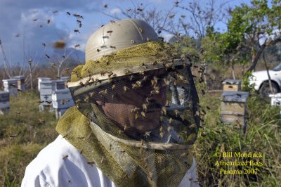 Africanized Honey Bees in Panama