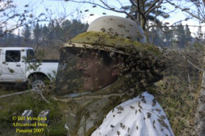 Bees on Jose