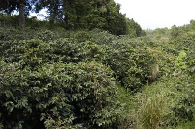 Coffee plants