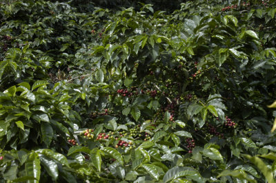 Coffee plants