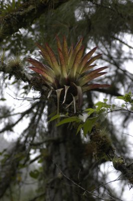 Bromeliad in tree