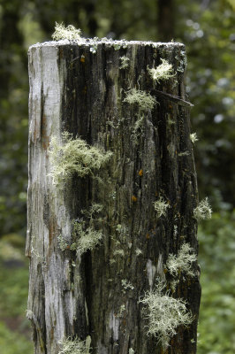 Lichens growing on post