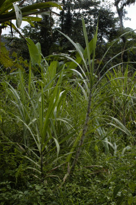 Jungle grasses