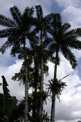 Jungle palms against the sky