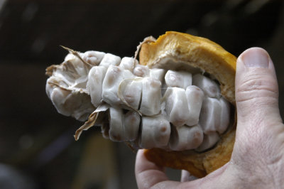 Cacao beans in pod