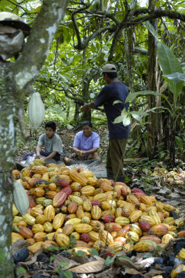 Harvesting Cacao