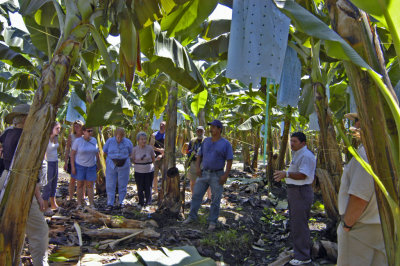 Group in banana plantation